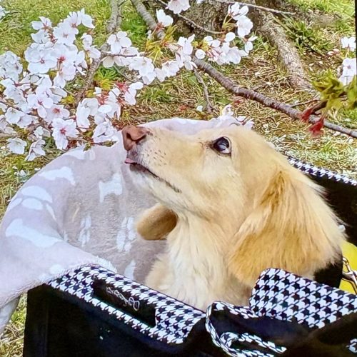 豊橋市A様　マロンくん