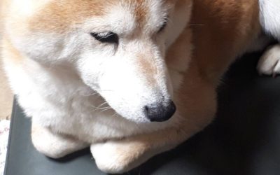 豊橋市S様　わんちゃん