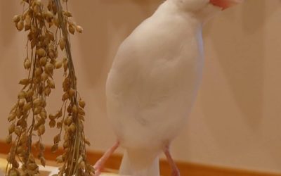 新城市K様　ちよちゃん