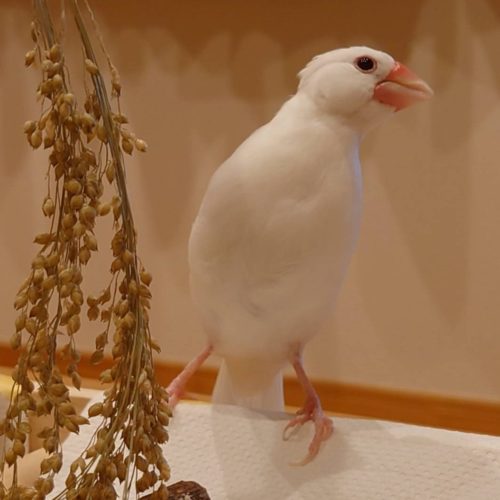 新城市K様　ちよちゃん