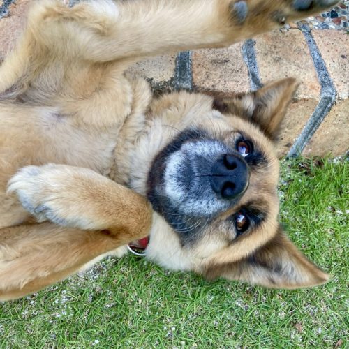 豊橋市M様　はみちゃん