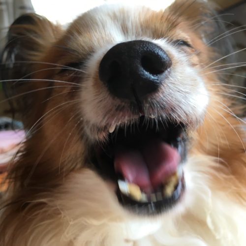 豊橋市Y様　サブくん