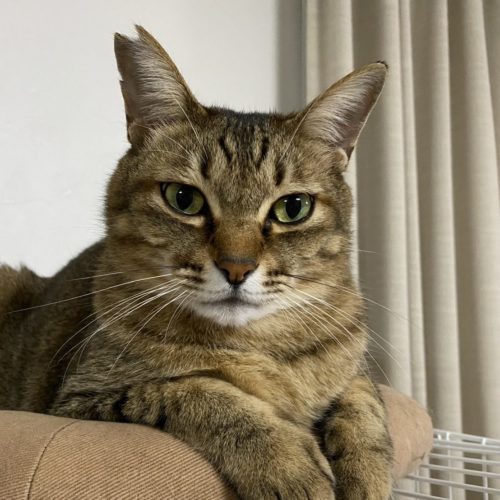 豊橋市N様　スコッチくん