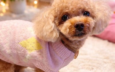 豊橋市M様　めいぷるちゃん