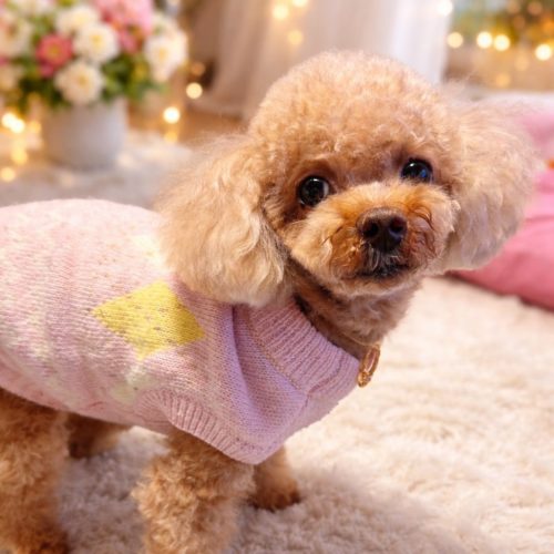 豊橋市M様　めいぷるちゃん