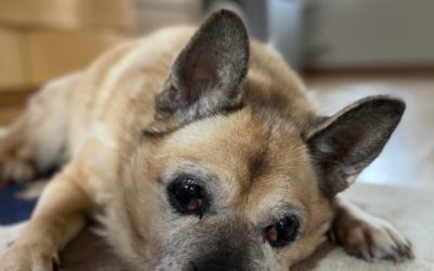 豊橋市W様　さくらちゃん