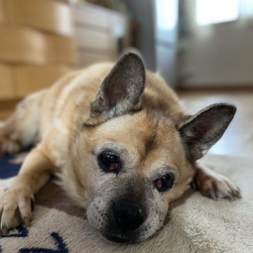 豊橋市W様　さくらちゃん