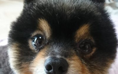 田原市T様　コタローくん