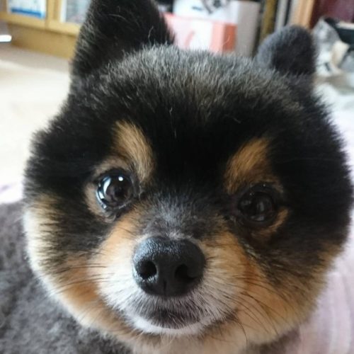 田原市T様　コタローくん