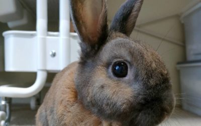 豊川市O様　ヒットくん