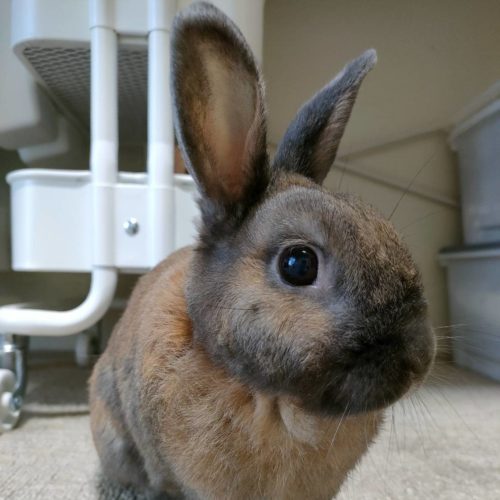 豊川市O様　ヒットくん