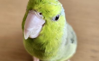 豊橋市Y様　ぴのちゃん