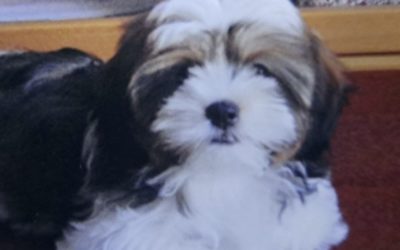 豊橋市K様　いちごちゃん