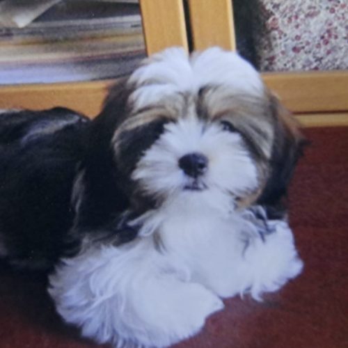 豊橋市K様　いちごちゃん