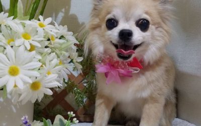 豊橋市O様　りんちゃん