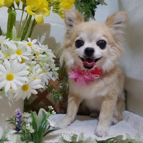 豊橋市O様　りんちゃん