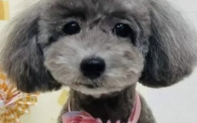 豊橋市I様　アンジーちゃん