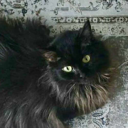 豊橋市S様　アールちゃん