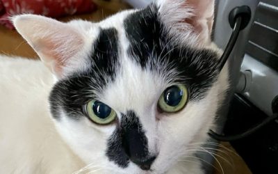 豊川市N様　ひじきくん