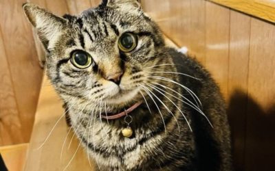 豊橋市O様　てんてんちゃん