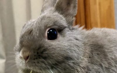 田原市M様　にこくん