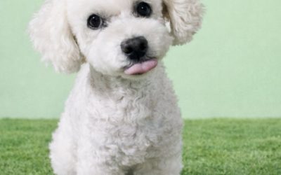 豊橋市H様　モコナくん