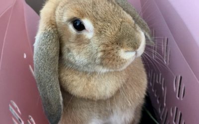 豊橋市M様　シナモンちゃん