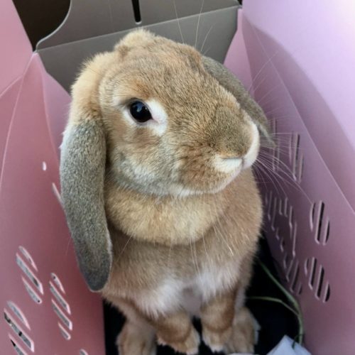 豊橋市M様　シナモンちゃん