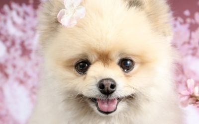 豊橋市M様　あんずちゃん