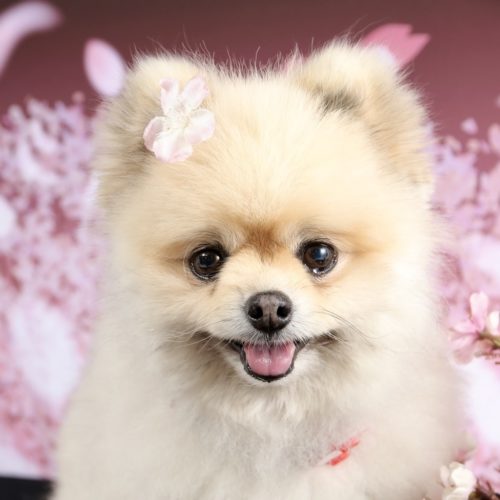 豊橋市M様　あんずちゃん