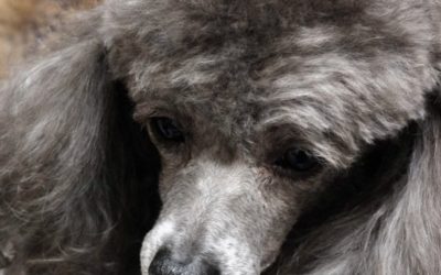 豊橋市F様　メルちゃん