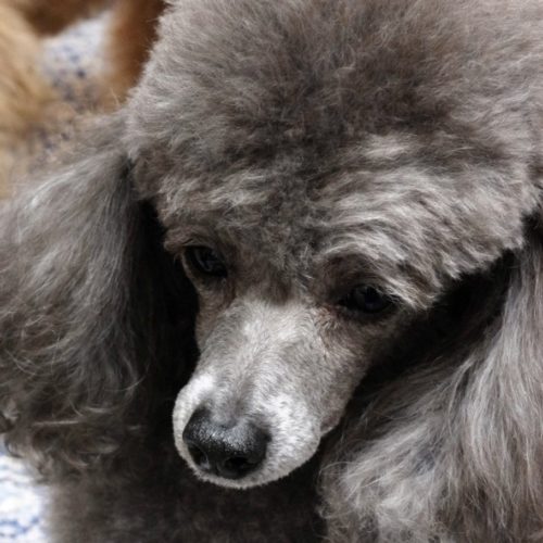 豊橋市F様　メルちゃん