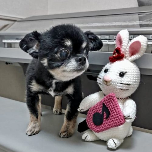 豊橋市Y様　く〜くん