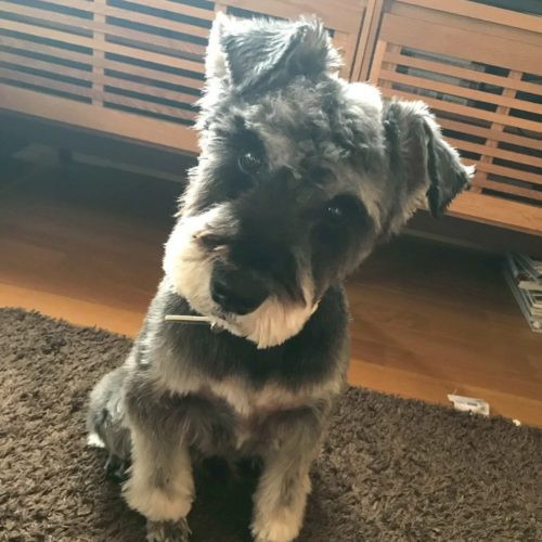 豊橋市F様　ソルトくん