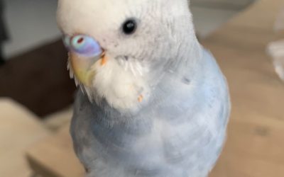 豊橋市Y様　ごまくん