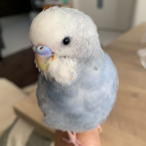 豊橋市Y様　ごまくん