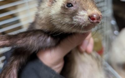 豊橋市K様　イサナちゃん