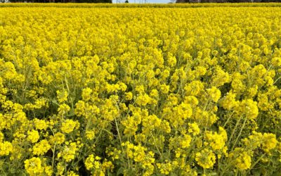 渥美半島《菜の花まつり》