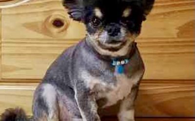 豊橋市H様　バロンくん