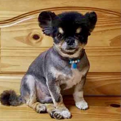 豊橋市H様　バロンくん