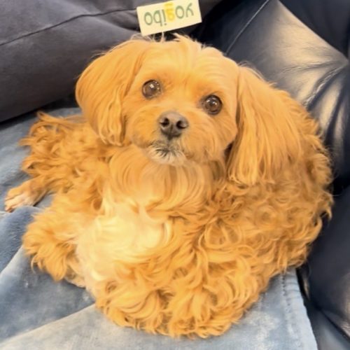 新城市K様　トッティーちゃん