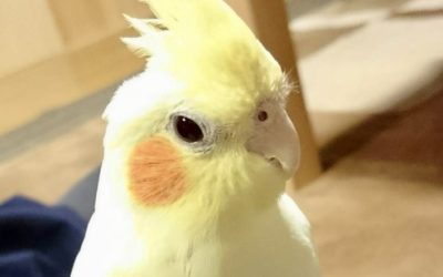 豊川市O様　すいかちゃん