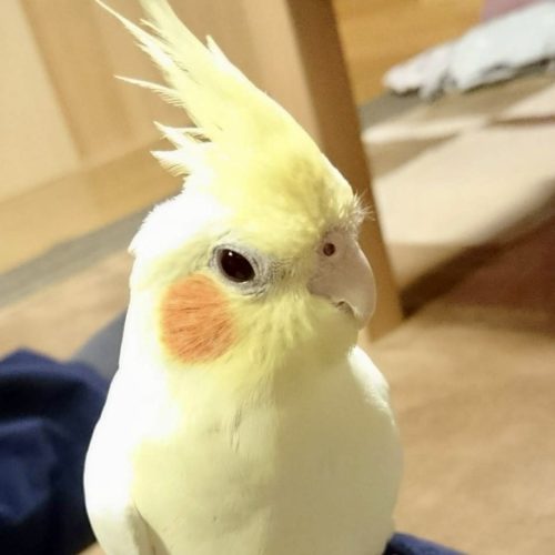 豊川市O様　すいかちゃん