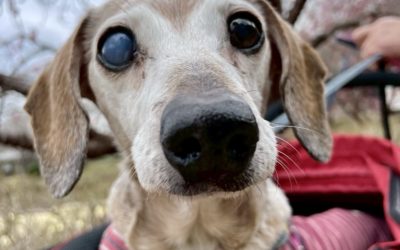 岡崎市K様　ゆずちゃん