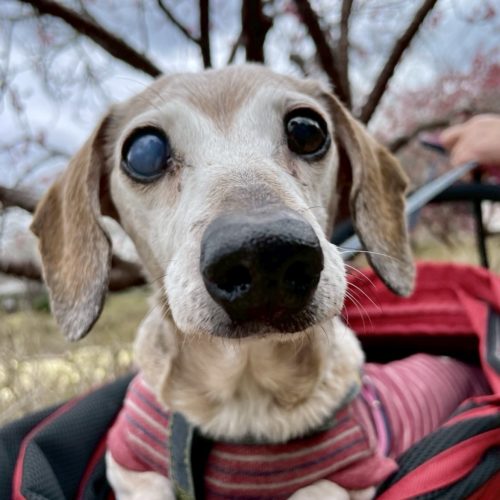 岡崎市K様　ゆずちゃん