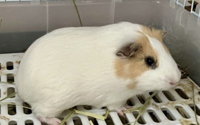 豊橋市N様　リロちゃん