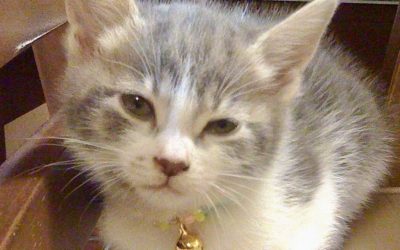 豊橋市I様　ミニーちゃん