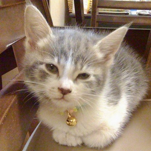 豊橋市I様　ミニーちゃん