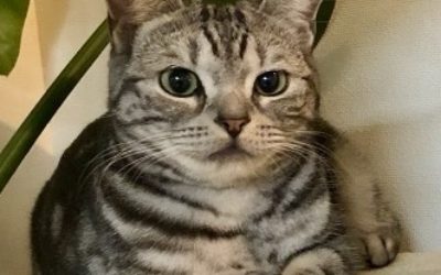 豊橋市M様　鈴(りん)ちゃん