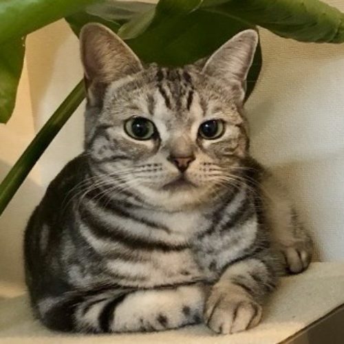 豊橋市M様　鈴(りん)ちゃん